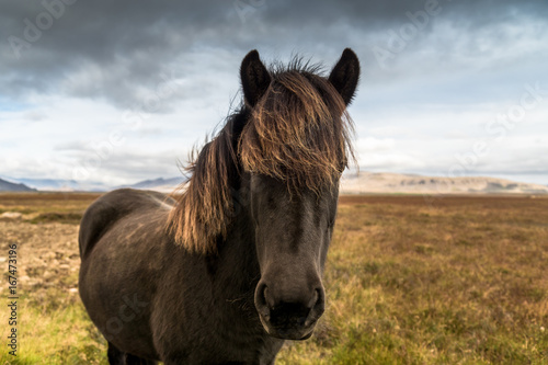 Portrait eines Island-Pferdes