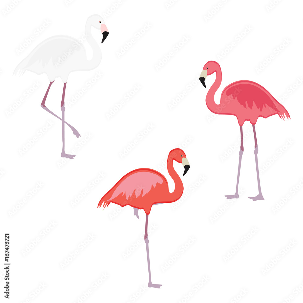 Obraz premium Pink flamingo vector