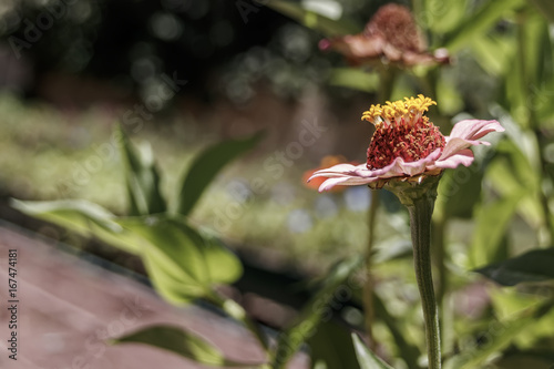 Head of Zinnia flower close-up on blurred background