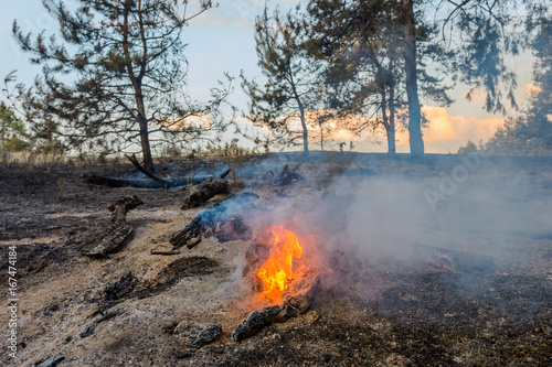 Valokuvatapetti Forest fire. Using firebreak for stoping wildfire.