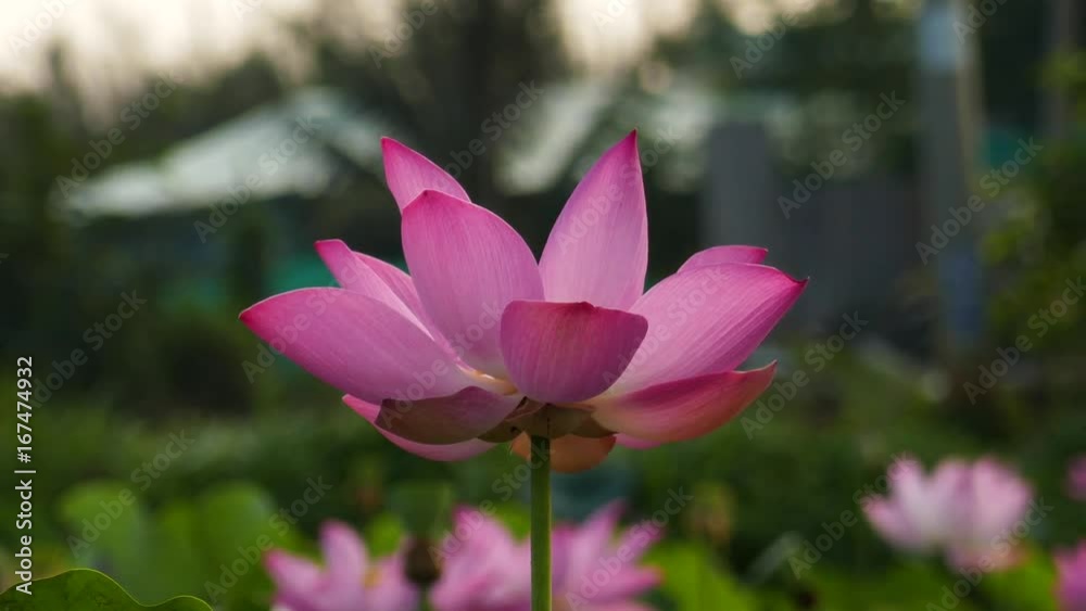 The Lotus Flower. Background is the lotus leaf and lotus flower and lotus bud The Lotus Flower. Background is the lotus leaf and lotus flower and lotus bud