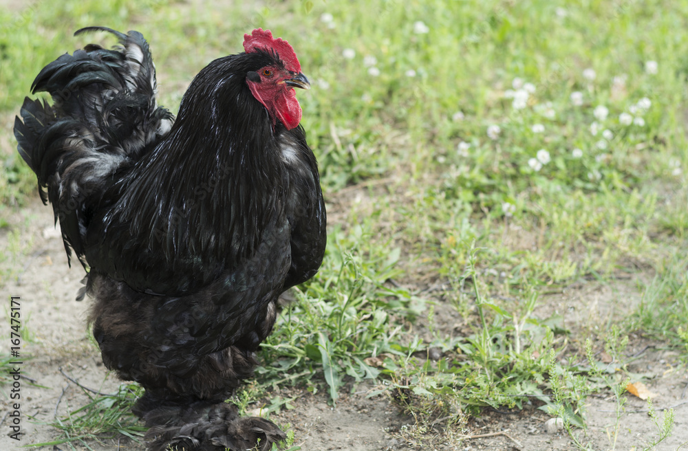 A big black rooster with brown eyes of the brahma breed boasts a red tuft.