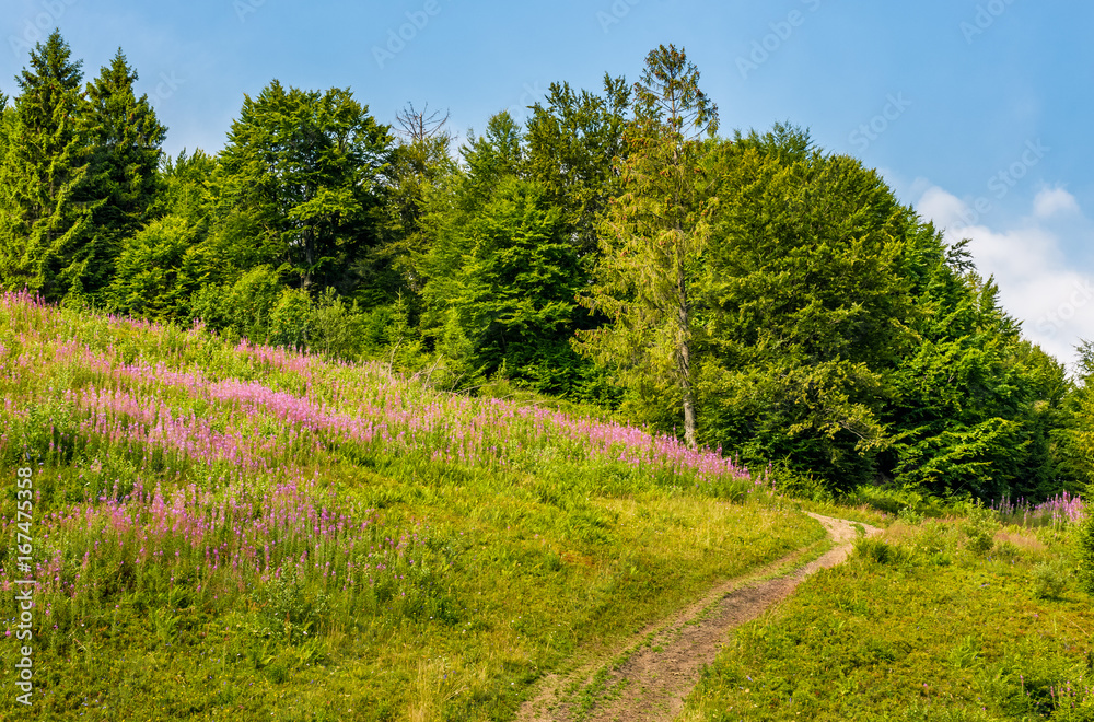 footpath through the meadow with purple flowers footpath through the meadow with purple flowers