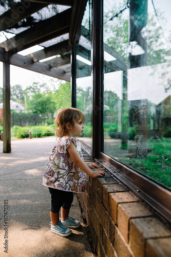 side view of girl looking in zoo exhibit window photo