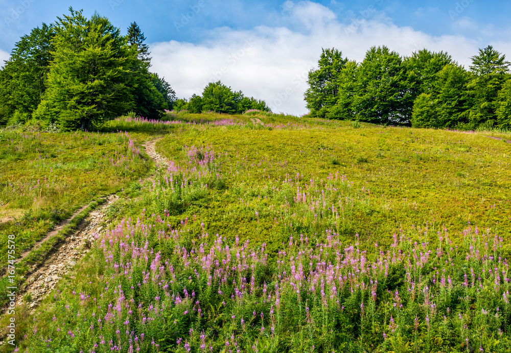 Obraz premium path uphill through the meadow with fireweed
