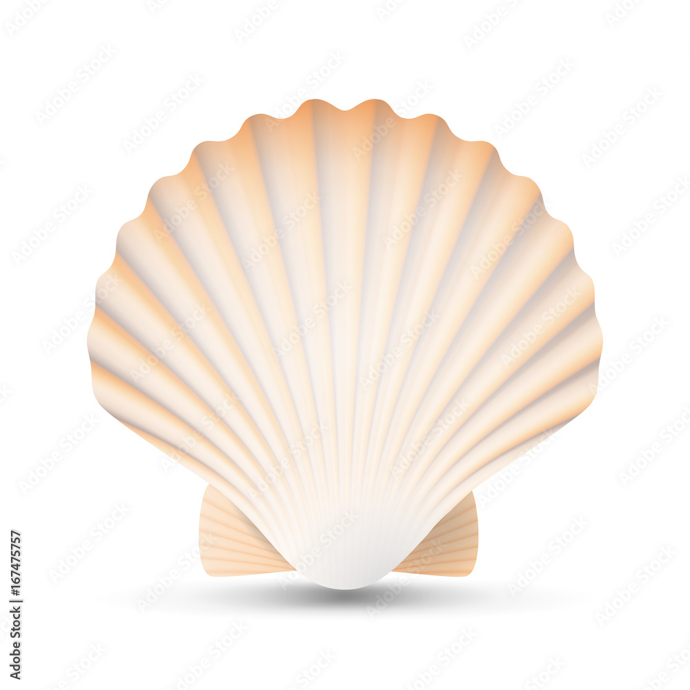 Scallop Seashell Vector. Beauty Exotic Souvenir Scallops Shell Isolated On White Background Illustration Scallop Seashell Vector. Beauty Exotic Souvenir Scallops Shell Isolated On White Background Illustration