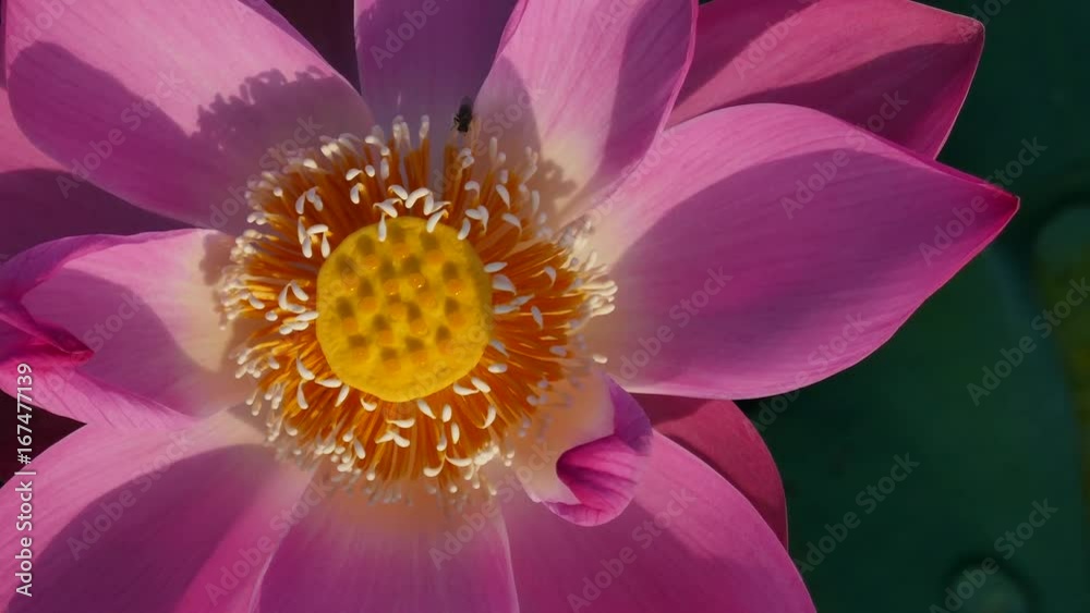 Pink lotus flower in the pond in the morning with sunlight. Ho Chi Minh, Viet Nam Pink lotus flower in the pond in the morning with sunlight. Ho Chi Minh, Viet Nam