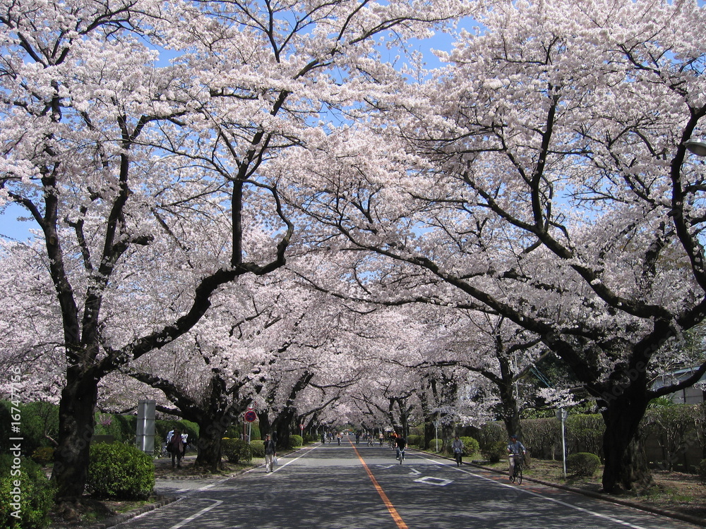 Obraz premium ICUの桜満開