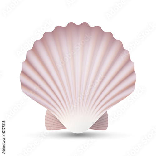 Scallop Seashell Vector. Ocean Mollusk Sea Shell Close Up. Isolated. Illustration