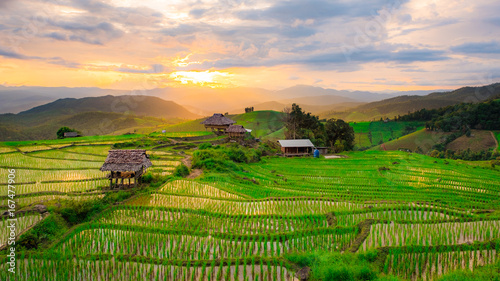 Rice fields in Chiangmai  Thailand
