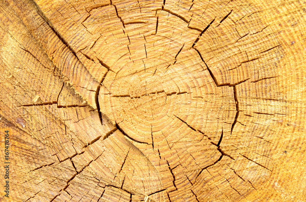Fototapeta premium Texture of a saw cut of a log. The sawn tree and its year rings.