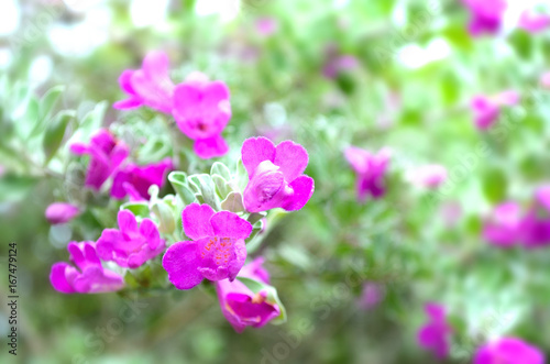 Fotografia Pink bougainvillaea flower is blooming, Green leaf background