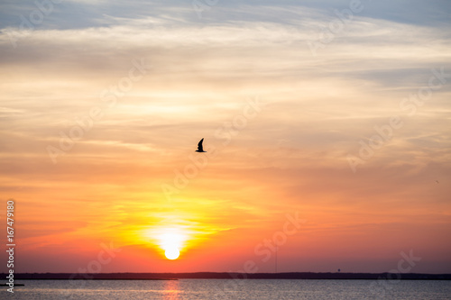 Bird at Sunset