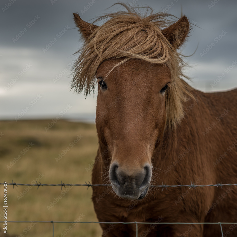 Obraz premium Portrait eines Island-Pferdes vor dunklen Wolken