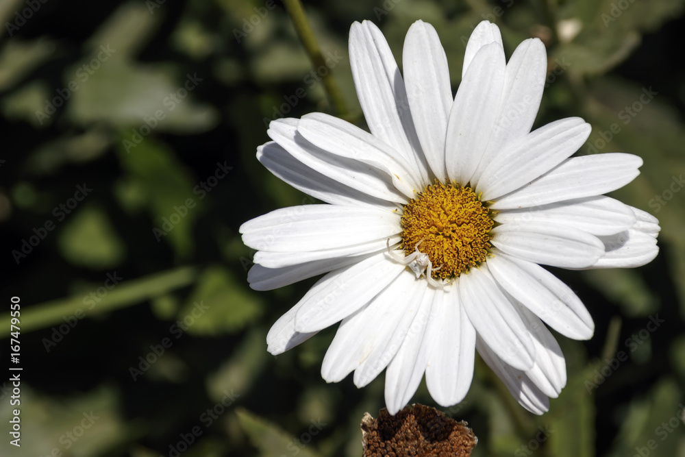 Fototapeta premium Head of white daisy flower with a white spider on it close-up