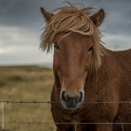 Portrait eines Island-Pferdes vor dunklen Wolken © schame87