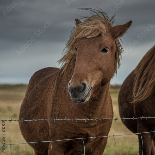 Portrait eines Island-Pferdes vor dunklen Wolken