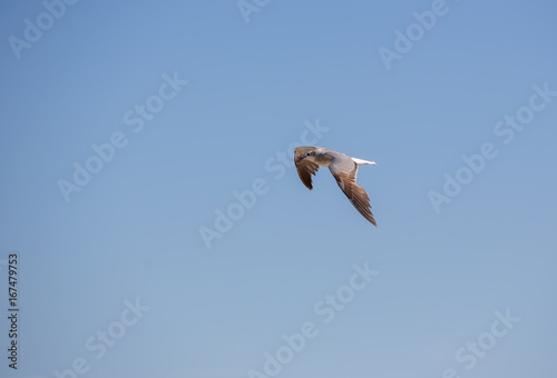 Bird by the Ocean