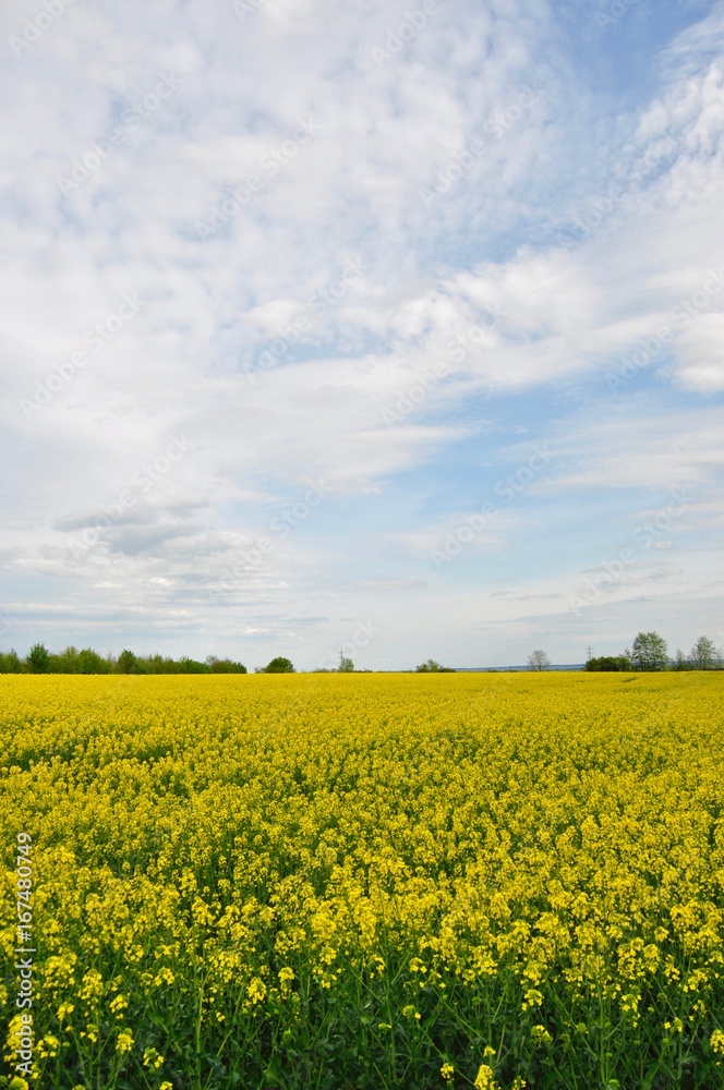 Champ de colza: un beau jour d'été