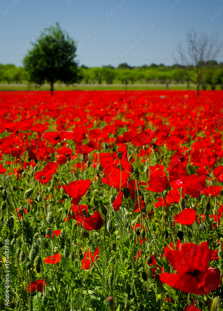 Field of Poppies