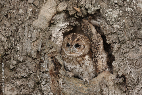 Tawny owl photo