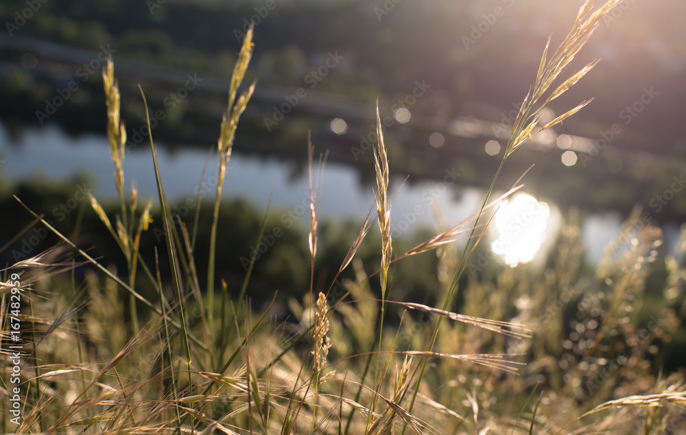 closeup of yellow grass straws culms, looking to the sun getting flare, blurred backgroud horizont closeup of yellow grass straws culms, looking to the sun getting flare, blurred backgroud horizont