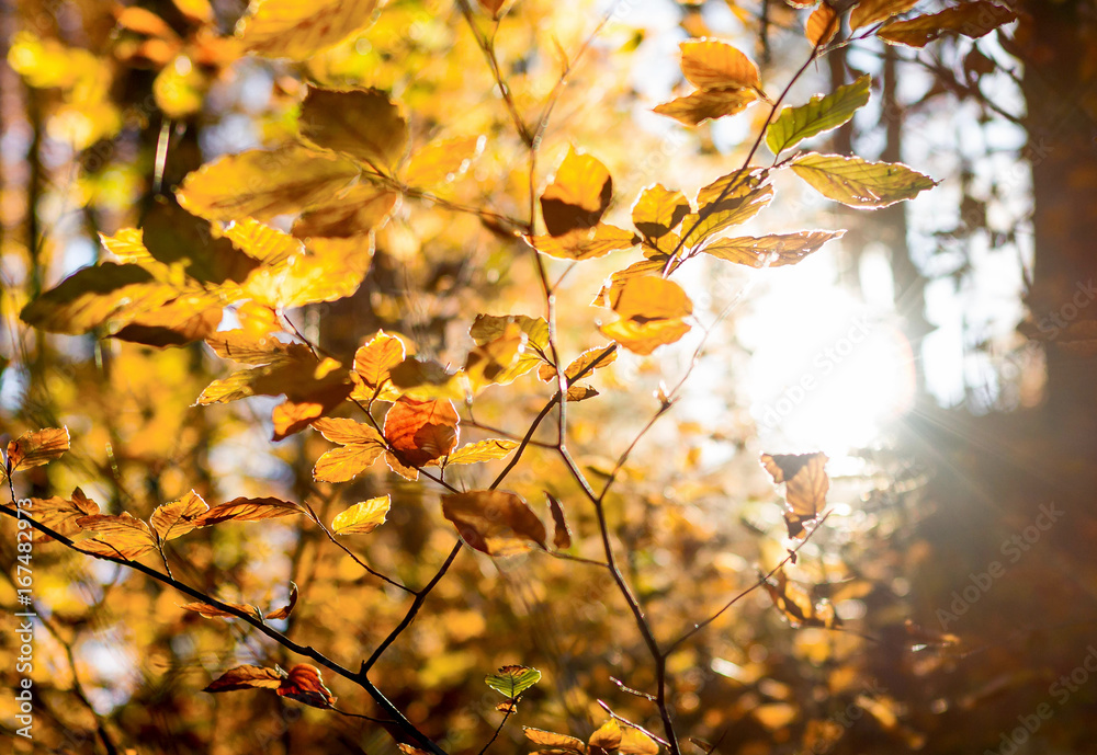 herbstlihces Geäst wird von der Abendsonne geküsst, herbstlihces Geäst wird von der Abendsonne geküsst,