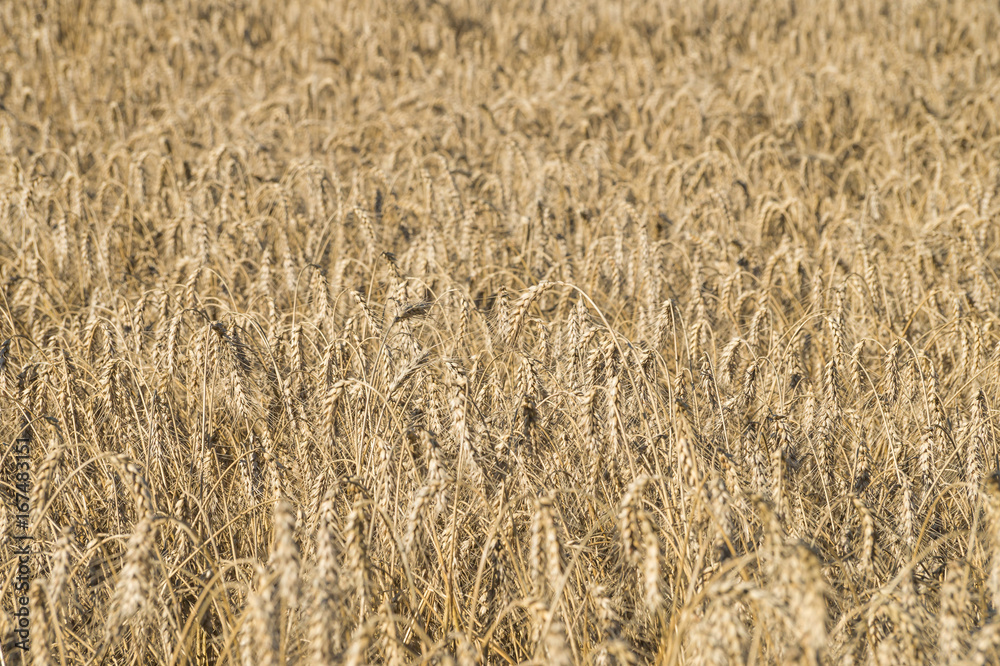 Ripe wheat locusta in the fields. Bread-corn or rye pikelets field under the summer sun Ripe wheat locusta in the fields. Bread-corn or rye pikelets field under the summer sun