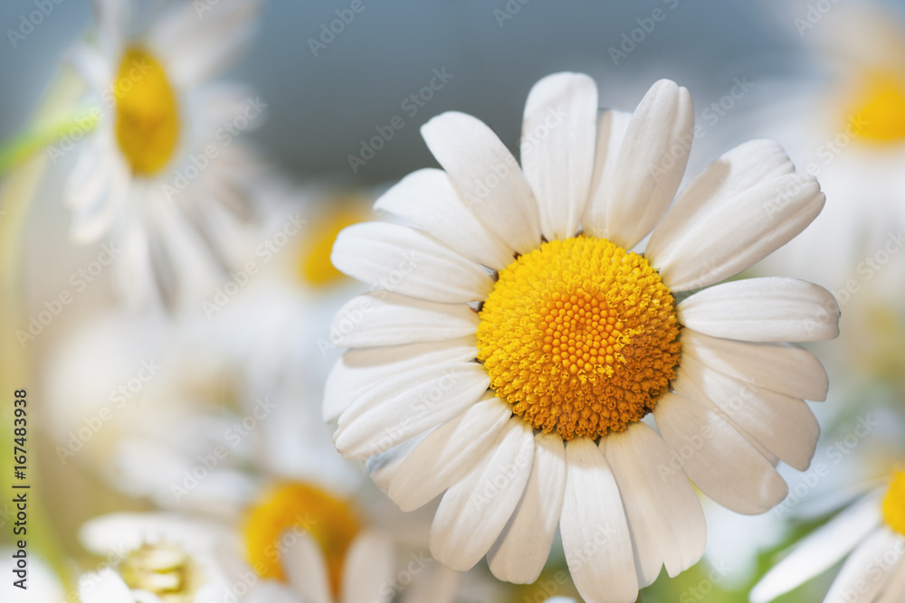 Fototapeta premium Chamomile against the sky.
