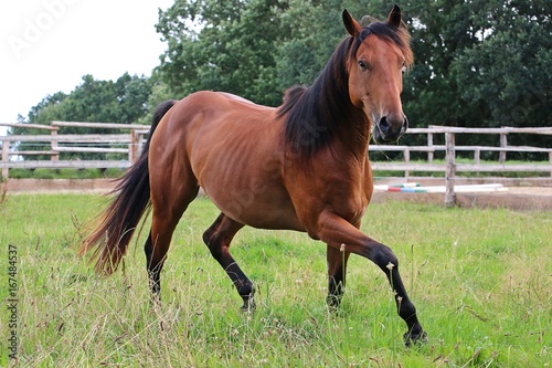braunes quarter horse in bewegung