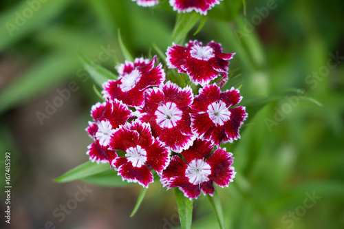 Dianthus Ideal Bunch