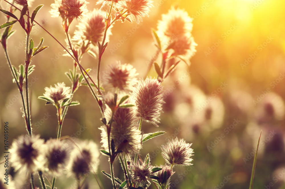 Obraz premium Summer flowering grass