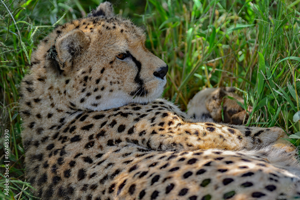 Namibia Okonjima game reserve cheetah Namibia Okonjima game reserve cheetah