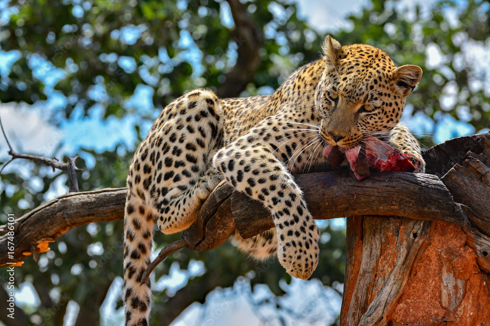 Fototapeta premium Namibia Okonjima game reserve leopard