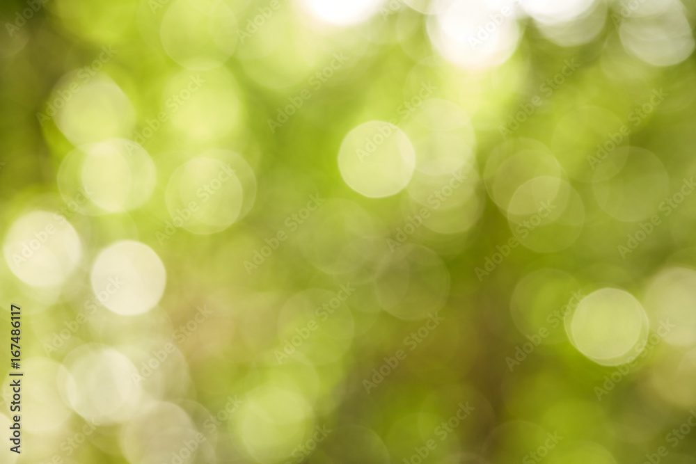 Obraz premium green bokeh abstract light Background