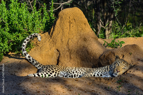 Namibia Okonjima game reserve leopard photo