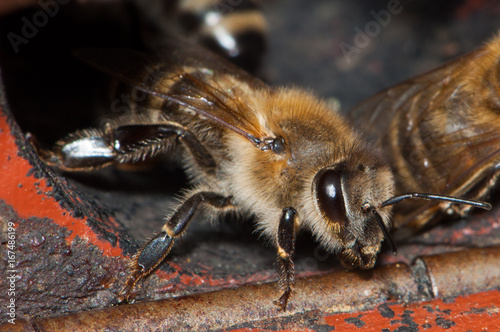 Hier wache ich - Wächterbiene am Eingang des Bienenstocks