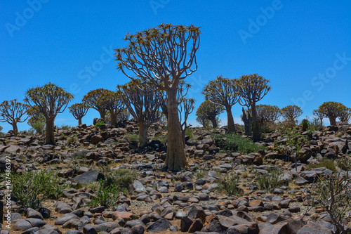 Namibia Quiver tree forest photo