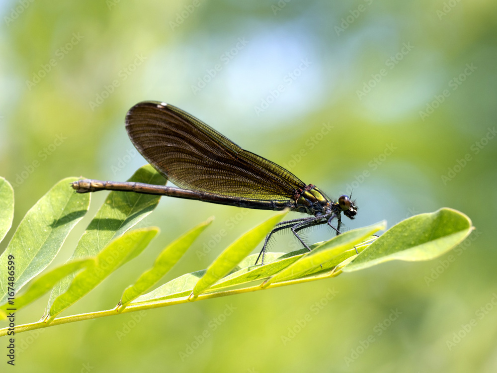 Dragonfly sitting on a water leaf, Romania Dragonfly sitting on a water leaf, Romania