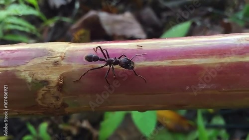 Bullet Ant or Conga Ant (Paraponera clavata). One of the largest ants. Has a very painful sting. Worker foraging in the rainforest understory, Ecuador. Slow MOtion photo