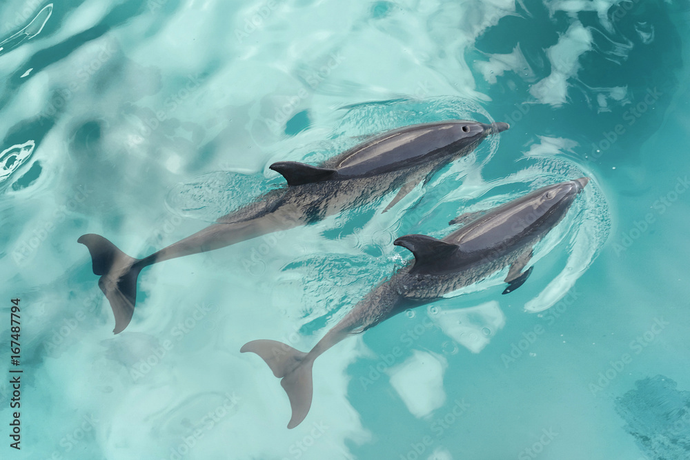Two dolphins swimming Two dolphins swimming