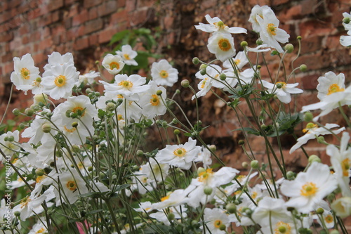 Wildflowers in English garden