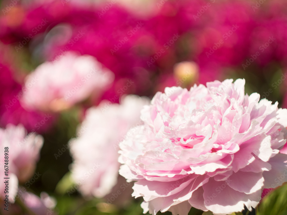 Floral  background with pink flower of Peony with place for text. Backdrop with bokeh effect and sunlight.