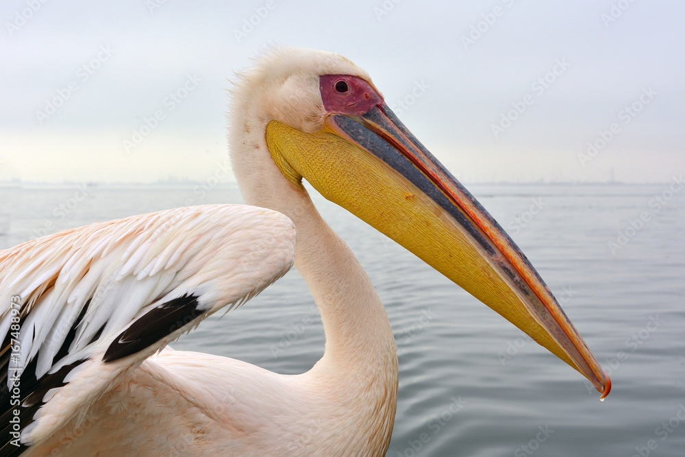 Fototapeta premium Namibia Walvis Bay pelican 