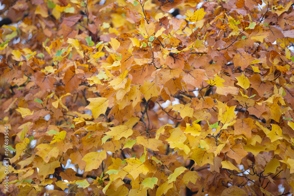 Foglie di acero ingiallite ed arrossite in autunno dal freddo Foglie di acero ingiallite ed arrossite in autunno dal freddo