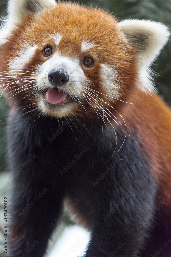 Red panda bear on tree Red panda bear on tree
