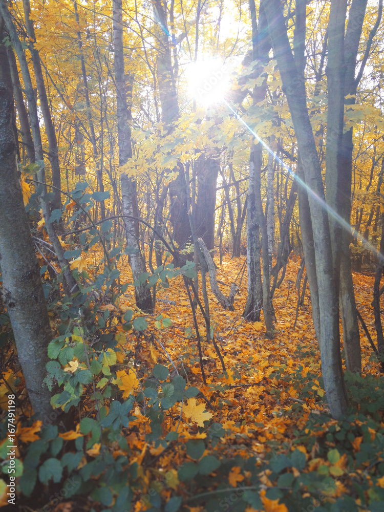 Naklejka premium Herbstlicher Wald bei Sonnenschein