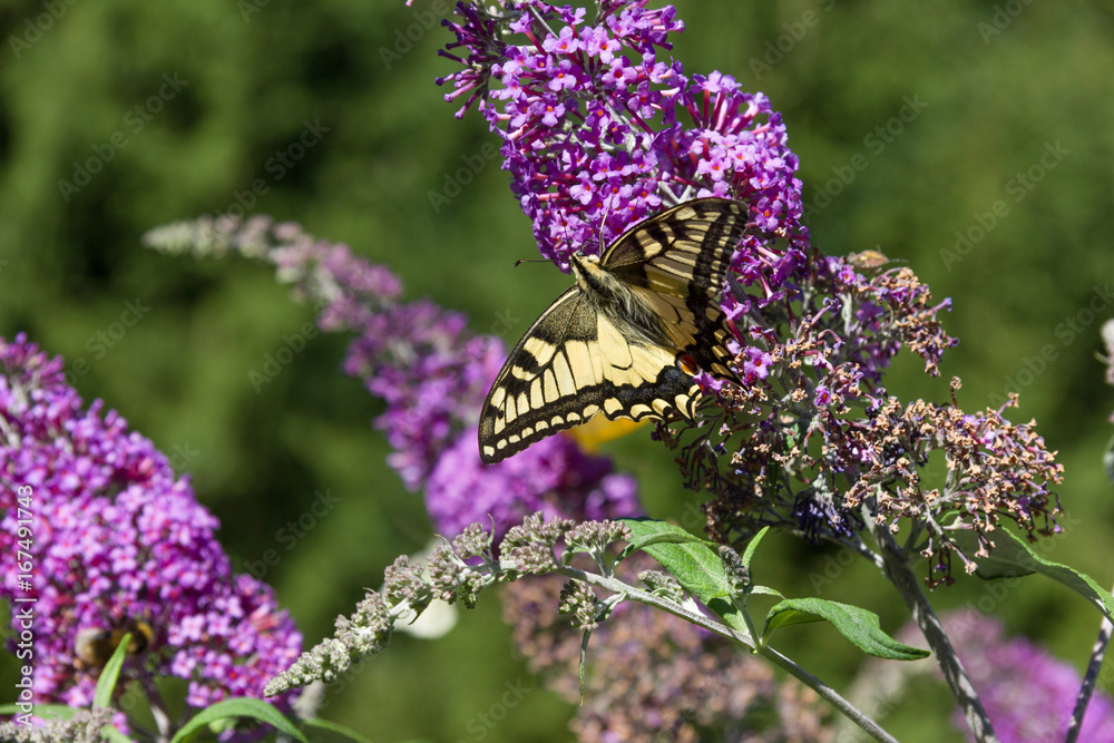 Naklejka premium summer lilac or orange eye with butterflies on blossoms before blue summer sky in south germany in august