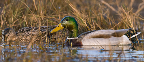 A Mallard and its Mate