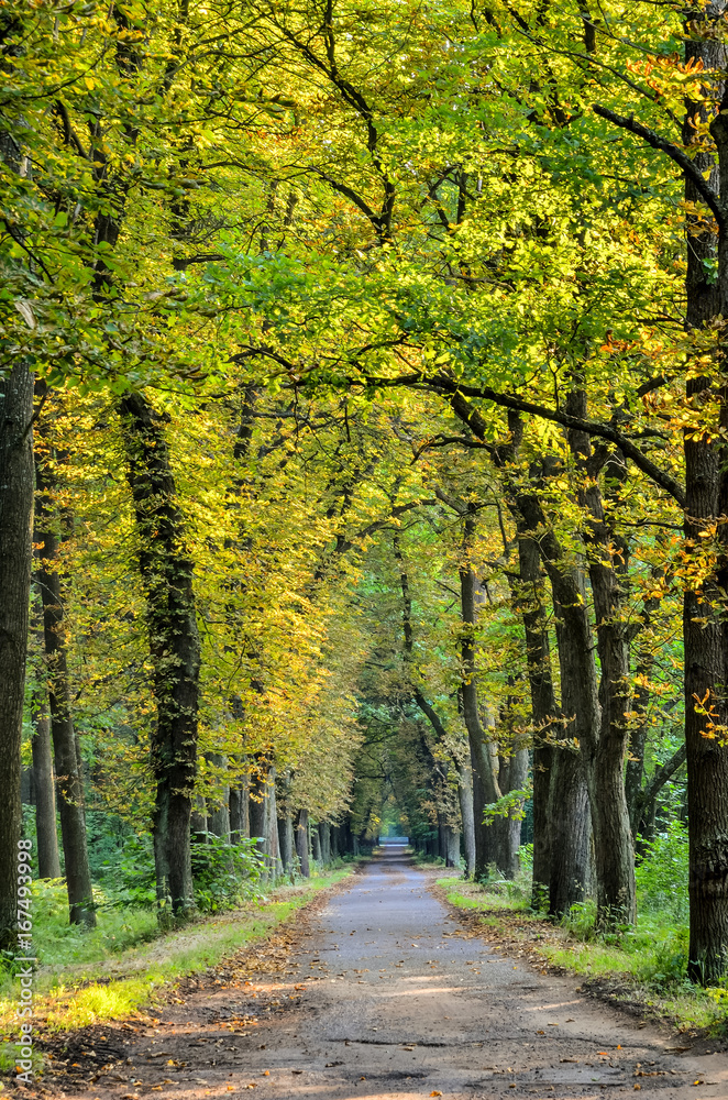 Forest summer landscape. Tourist asphalt road in the green forest.